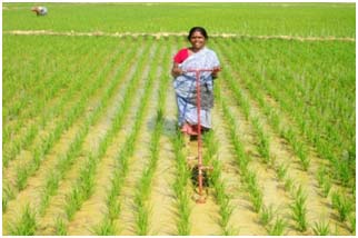 SRI Farmer